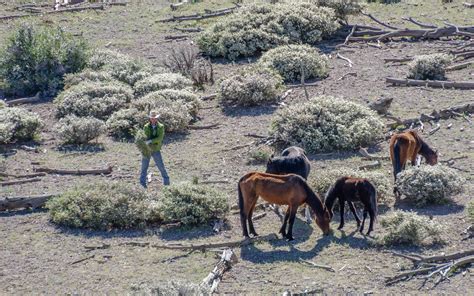 wild horses being captured